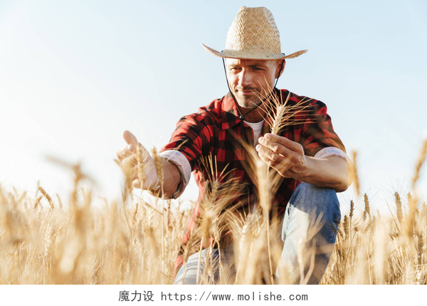 男人在稻田里查看稻子麦田稻草人头戴稻草帽、全神贯注地观察收获的图像
